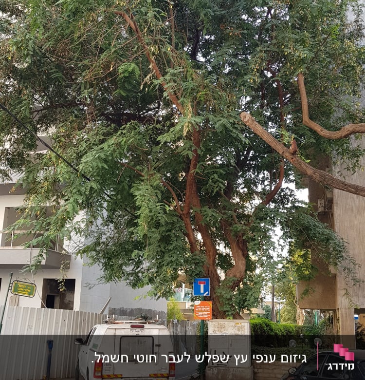 עץ גדול עם עלים ירוקים ברחוב עירוני